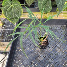 Load image into Gallery viewer, Philodendron Polypodoides, Exact Plant Ships Nationwide

