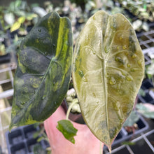 Load image into Gallery viewer, Alocasia Longiloba Suhirmaniana aurea Variegated 2.5" pot, Fedex 2day*
