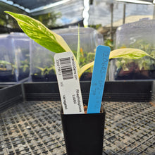 Load image into Gallery viewer, Rhaphidophora Lobbii, Exact Plant Variegated Ships Nationwide
