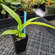 Load image into Gallery viewer, Anthurium Vittarifolium , Exact Plant Variegated Ships Nationwide
