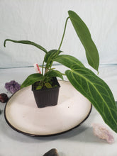 Load image into Gallery viewer, Sport-variegated Warocqueanum, Exact Plant, Anthurium
