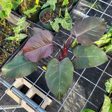 Load image into Gallery viewer, Philodendron Orange Princess, Exact Plant Variegated Ships Nationwide
