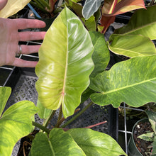 Load image into Gallery viewer, Philodendron Jungle Fever Mint Variegated exact plant, Fedex 2day
