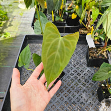 Load image into Gallery viewer, Anthurium Papillilaminum Fort Sherman X ( FS X Ralph Lynam), Exact Plant Ships Nationwide
