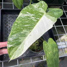 Load image into Gallery viewer, Philodendron Jose Buono Variegated exact plant, Fedex 2day
