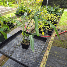 Load image into Gallery viewer, Philodendron Holtonianum, Exact Plant Ships Nationwide

