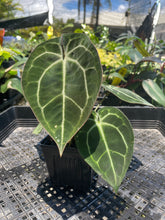 Load image into Gallery viewer, Anthurium &quot;Michelle x Zara&quot; x Noid Hybrid, Exact Plant Ships Nationwide
