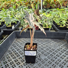 Load image into Gallery viewer, Alocasia Nobilis Pink variegated exact plant, Fedex 2day*
