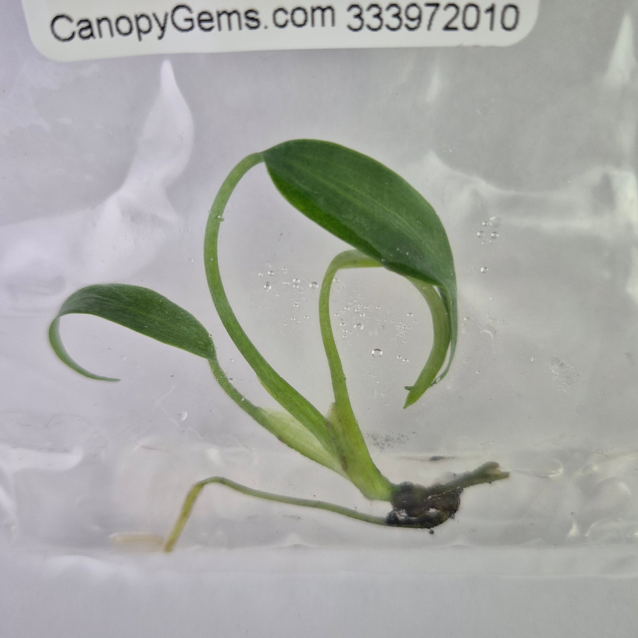 Monstera Burle Marx Flame tissue culture 2DayAir – Canopy Gems