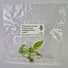 Load image into Gallery viewer, Philodendron Green Congo Nuclear variegated tissue culture 2DayAir
