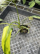 Load image into Gallery viewer, Philodendron Holtonianum Variegated exact plant, Fedex 2day*
