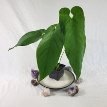 Load image into Gallery viewer, Anthurium Dolichostachyum , Exact Plant Ships Nationwide
