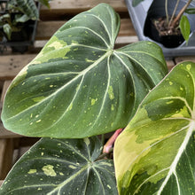 Load image into Gallery viewer, Philodendron Gloriosum variegated type 2, exact plant, Fedex 2day*
