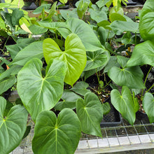 Load image into Gallery viewer, Anthurium Faustomirandae, Faustino'S Giant 4" pot, Fedex 2day*
