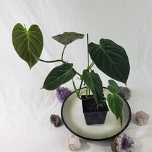 Load image into Gallery viewer, Philodendron Splendid, Exact Plant Ships Nationwide
