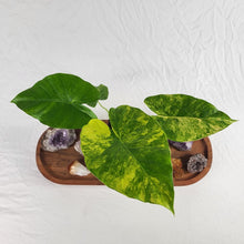 Load image into Gallery viewer, Alocasia Gageana Aurea, Exact Plant Variegated
