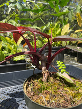 Load image into Gallery viewer, Philodendron Pink Princess Galaxy, Exact Plant Variegated

