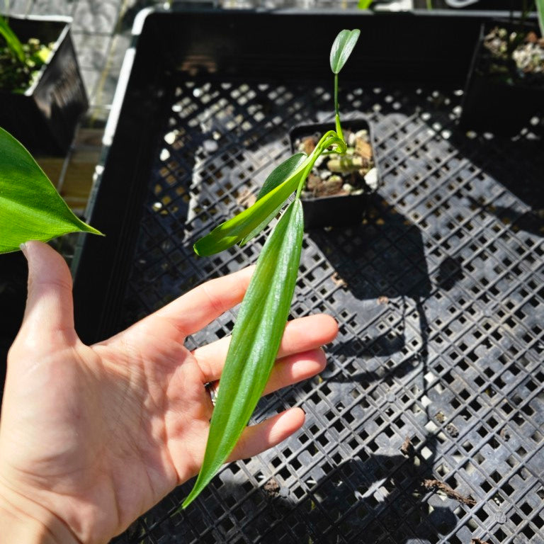 Philodendron Holtonianum, Exact Plant Ships Nationwide