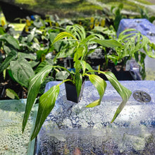 Load image into Gallery viewer, Epipremnum Amplissimum, Exact Plant Variegated Ships Nationwide
