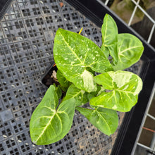 Load image into Gallery viewer, Syngonium Panda, Exact Plant Variegated Ships Nationwide
