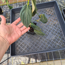 Load image into Gallery viewer, Philodendron Gigas, Exact Plant Ships Nationwide
