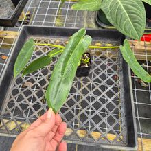 Load image into Gallery viewer, Philodendron Spiritus Sancti, Exact Plant Ships Nationwide
