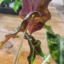 Load image into Gallery viewer, Alocasia sanderiana 'Nobilis' Aurea, Exact Plant Ships Nationwide
