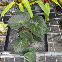 Load image into Gallery viewer, Anthurium Ace Of Spades X Papillilaminum, Exact Plant Ships Nationwide
