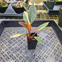 Load image into Gallery viewer, Philodendron Red Congo, Exact Plant Variegated Ships Nationwide
