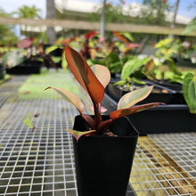 Load image into Gallery viewer, Philodendron Black Cardinal, Exact Plant Variegated
