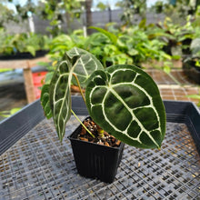 Load image into Gallery viewer, Anthurium &quot;Michelle x Zara&quot; x Noid Hybrid, Exact Plant Ships Nationwide
