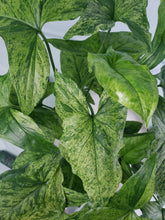 Load image into Gallery viewer, Mojito, Exact Plant, multi pot of 4, variegated Syngonium Podoph.
