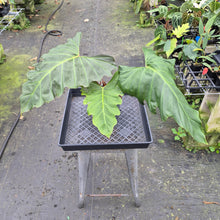 Load image into Gallery viewer, Philodendron Corsinianum exact plant, Fedex 2day*
