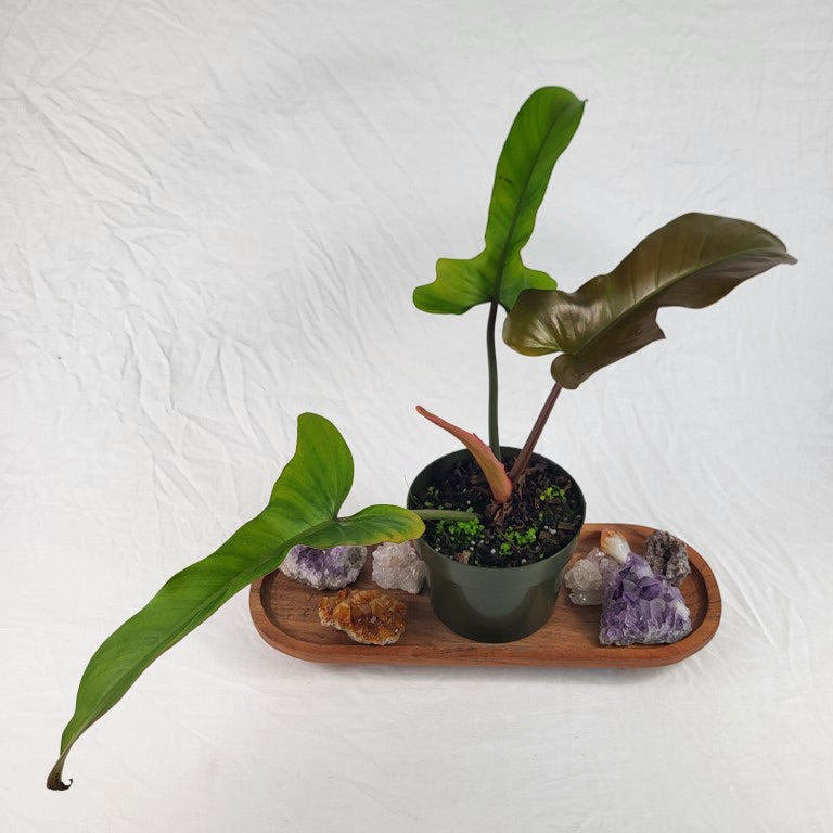 Philodendron Florida Bronze, Exact Plant