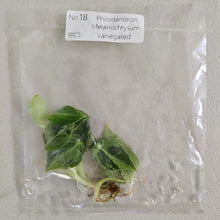 Load image into Gallery viewer, Philodendron Melanochrysum variegated tissue culture 2DayAir
