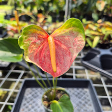 Load image into Gallery viewer, Anthurium Speckled Butterfly Shibori AFF, Exact Plant Variegated Ship Nationwide
