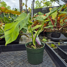 Load image into Gallery viewer, Monstera Borsigiana Aurea, Exact Plant Variegated Ships Nationwide
