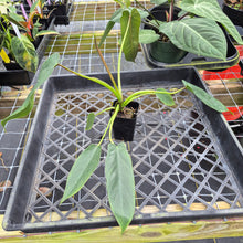 Load image into Gallery viewer, Philodendron Spiritus Sancti, Exact Plant Ships Nationwide
