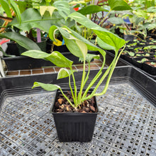 Load image into Gallery viewer, Monstera Lechleriana , Exact Plant Variegated Ships Nationwide
