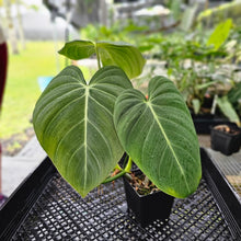 Load image into Gallery viewer, Philodendron Glorious 4" pot, Fedex 2day*
