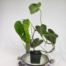 Load image into Gallery viewer, Philodendron Splendid, Exact Plant
