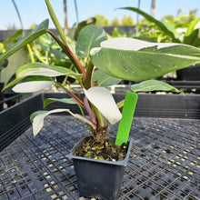 Load image into Gallery viewer, Philodendron White Princess, Exact Plant Variegated Ships Nationwide
