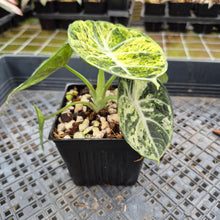 Load image into Gallery viewer, Alocasia Ninja Tricolor Splash, Black Velvet Variegated exact plant, Fedex 2day*

