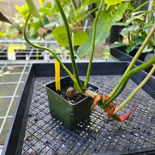 Load image into Gallery viewer, Philodendron Gloriosum, Pink Veined Back, Exact Plant
