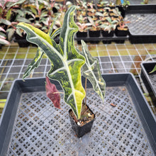 Load image into Gallery viewer, Alocasia Sanderiana Nobilis Aurea Variegated exact plant, Fedex 2day*
