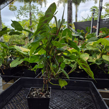 Load image into Gallery viewer, Philodendron Verrucosum, Exact Plant Ships Nationwide
