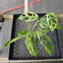 Load image into Gallery viewer, Monstera Adansonii Mint &quot;Indonesia&quot;, Exact Plant Variegated Ships Nationwide
