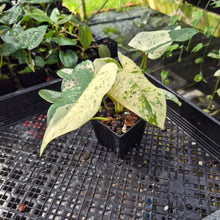 Load image into Gallery viewer, Philodendron Ilsemanii, Exact Plant Variegated Ships Nationwide
