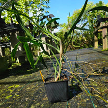 Load image into Gallery viewer, Philodendron Holtonianum, Exact Plant
