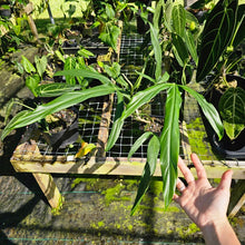 Load image into Gallery viewer, Philodendron Holtonianum, Exact Plant

